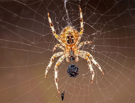 Dedetização de Aranhas em Itaquaquecetuba