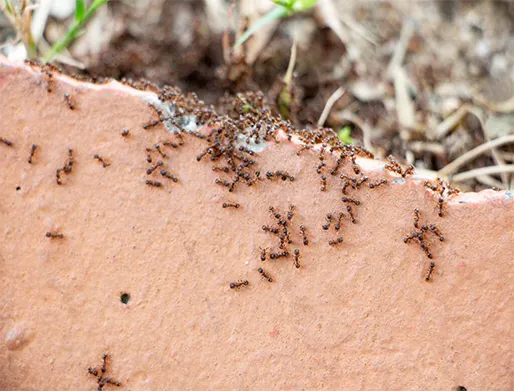 Dedetização de Formigas em Cubatão