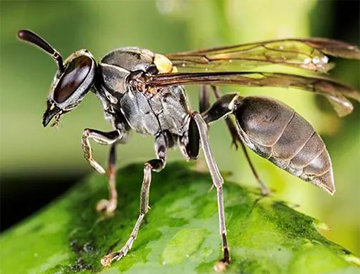 Dedetização de Marimbondos em Caieiras