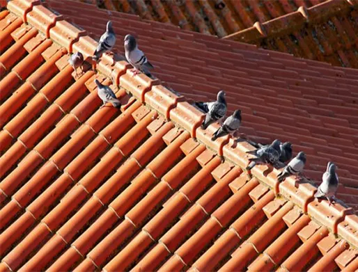 Dedetização de Pombos em Santo André